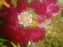 Anthostella stephensoni