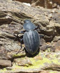 Somaticus