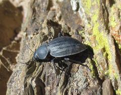 Somaticus