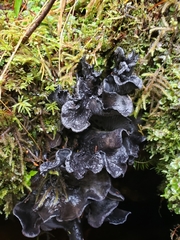 Polyozellus purpureoniger