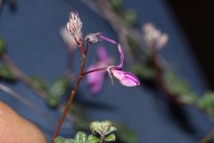 Indigofera sp19b