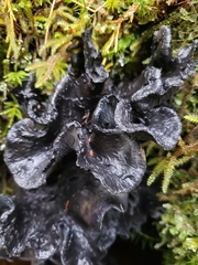 Polyozellus purpureoniger