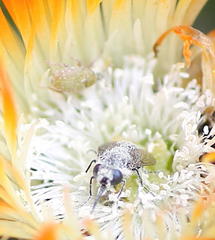 Megapalpus capensis