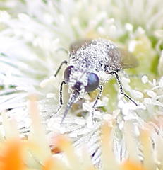 Megapalpus capensis
