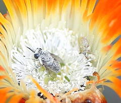 Megapalpus capensis