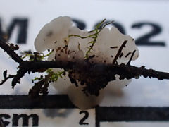 Ombrophila rivulorum