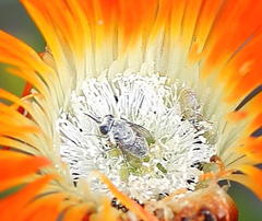 Megapalpus capensis