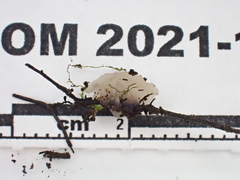 Ombrophila rivulorum