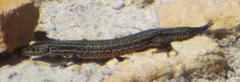 Tropidosaura gularis
