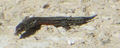 Tropidosaura gularis