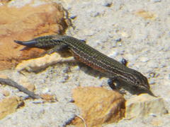 Tropidosaura gularis