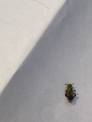Agapostemon melliventris