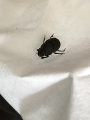 Onthophagus hecate