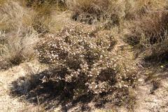 Oscularia cedarbergensis