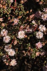Oscularia cedarbergensis