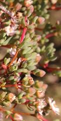 Oscularia cedarbergensis
