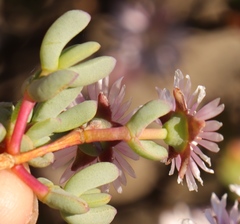 Oscularia cedarbergensis