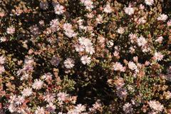 Oscularia cedarbergensis