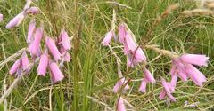 Dierama igneum