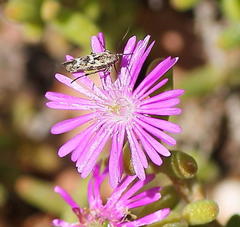 Drosanthemum globosum