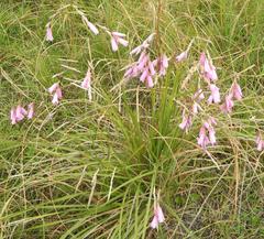 Dierama igneum