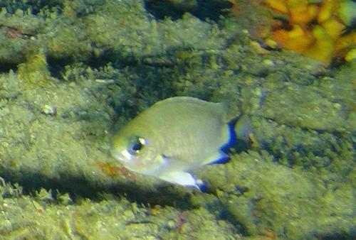 Woods' chromis (Chromis woodsi) — Pomacentridae — 4