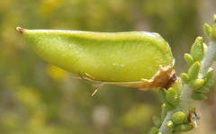 Aspalathus pinguis pinguis