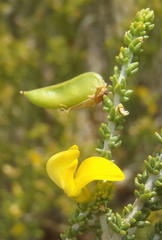 Aspalathus pinguis pinguis