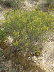 Aspalathus pinguis pinguis