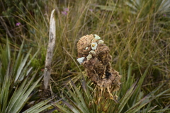 Puya boyacana