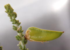 Aspalathus pinguis pinguis