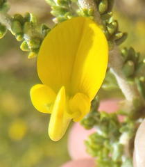 Aspalathus pinguis pinguis