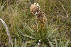 Puya boyacana