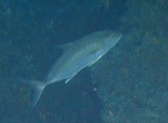 Seriola