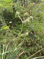 Eryngium yuccifolium