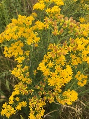 Solidago rigida