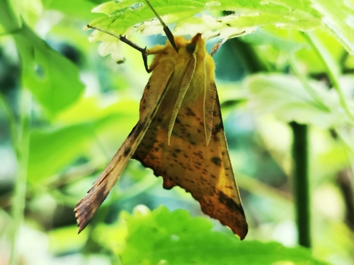 Canary-shouldered Thorn, 7921 Zuidwolde, Nederland, photo 8 of 10