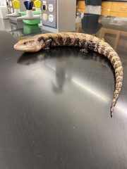 Tiliqua