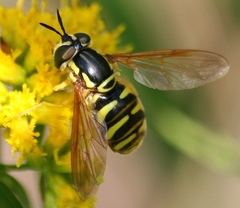 Chrysotoxum pubescens