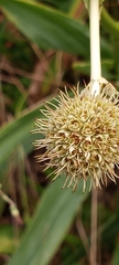 Eryngium yuccifolium