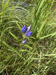 Gentiana triflora