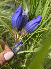 Gentiana triflora