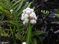 Baccharis sagittalis