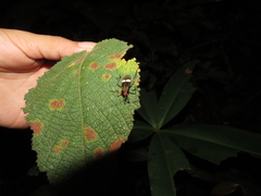 Hypselonotus subterpunctatus