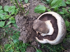 Agaricus bisporus