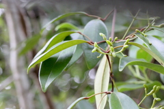 Jasminum lanceolarium