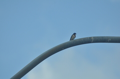 Hirundo rustica