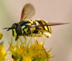 Chrysotoxum pubescens