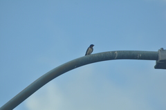 Hirundo rustica