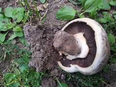 Agaricus bisporus